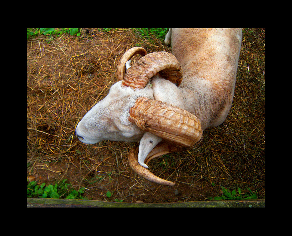 Photo titled Ram