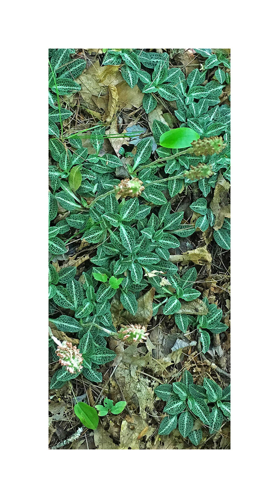 Photo titled Rattlesnake Orchid