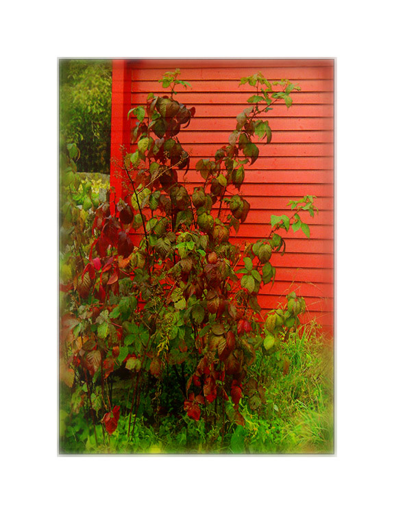 Photo titled Red and Green Setting