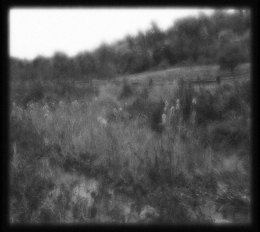 Photo titled Marsh Grass