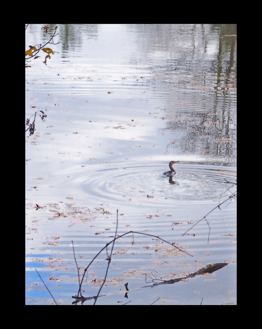 Photo titled Ripples