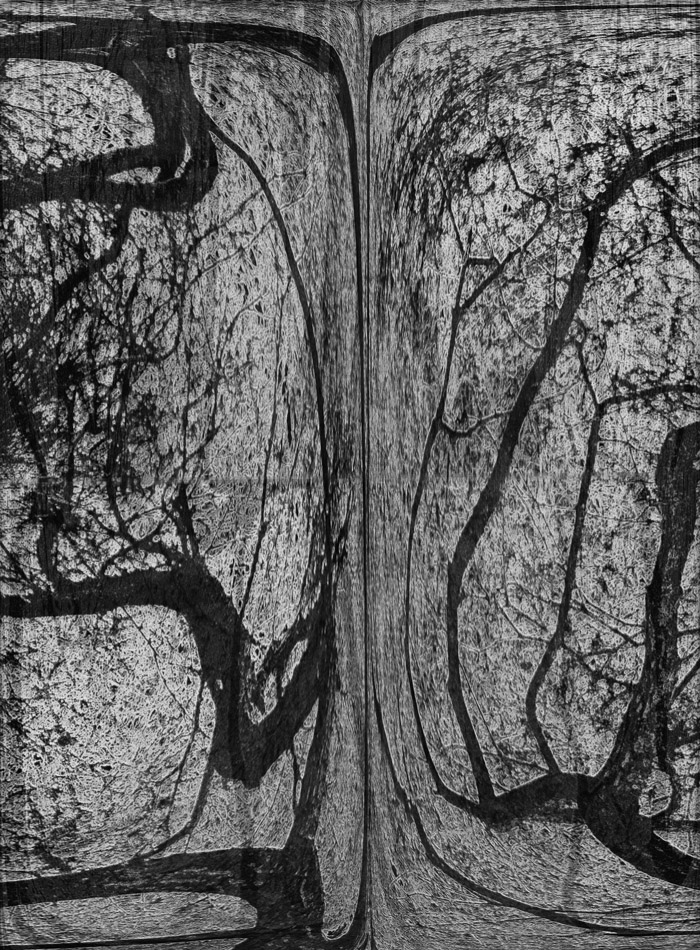 Photo titled Root and Branch