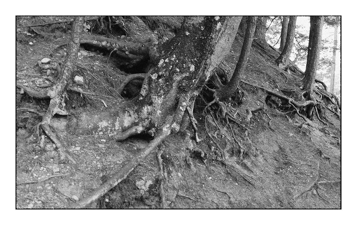 Photo titled Hanging on by Their Roots
