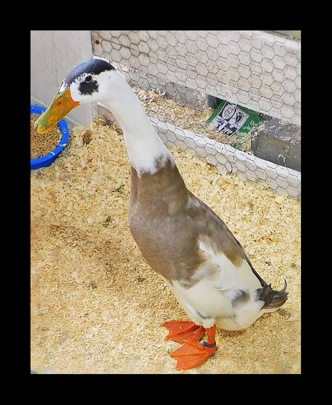 Photo titled Runner Duck