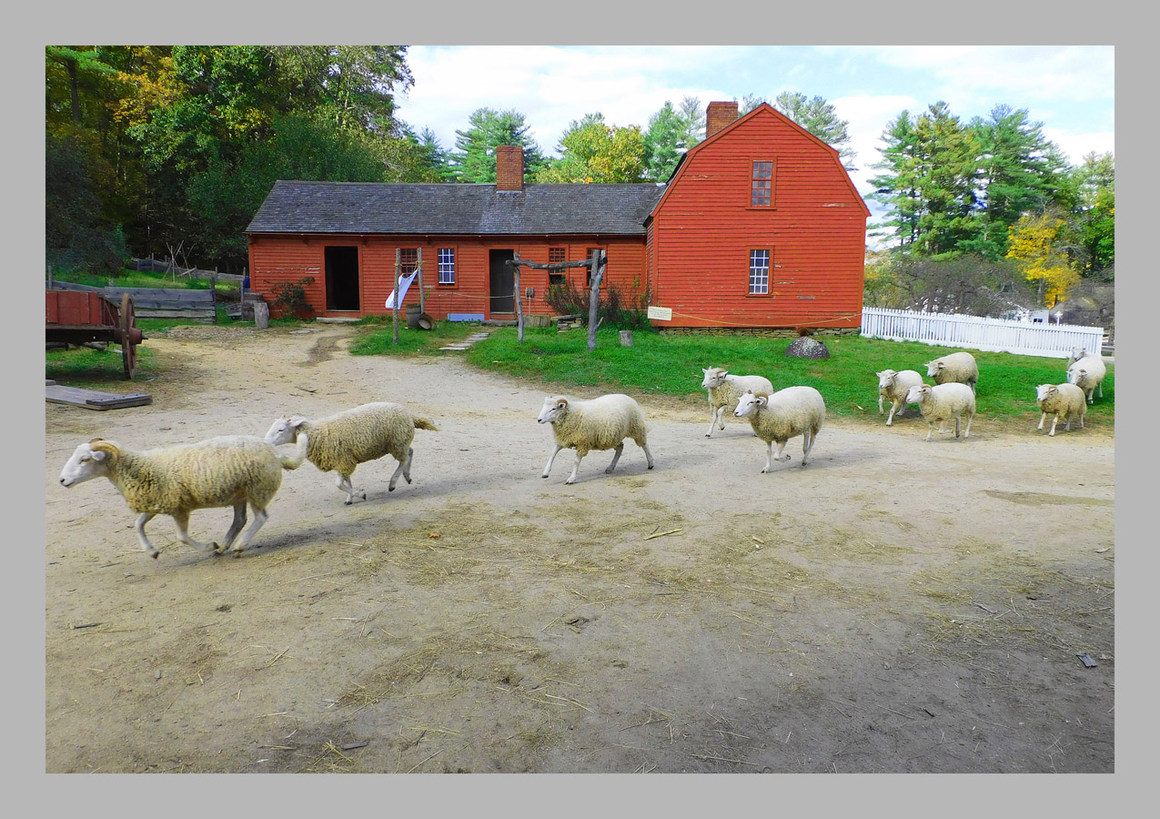 Photo titled Running Sheep