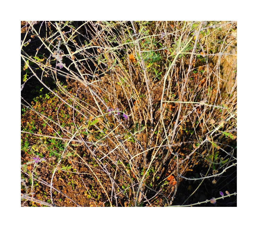 Photo titled Russian Sage