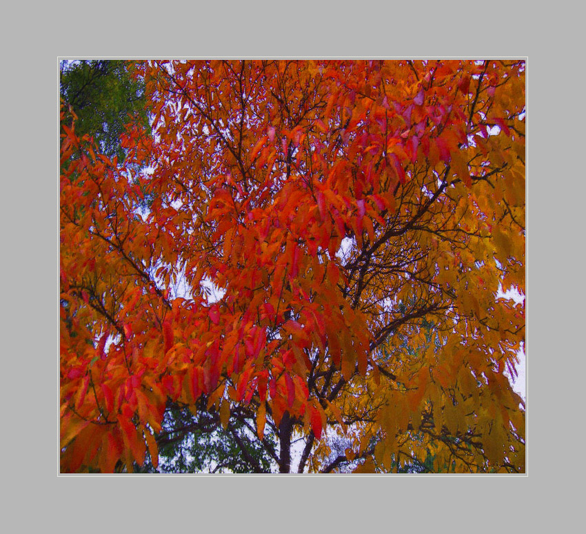 Photo titled Sassafras