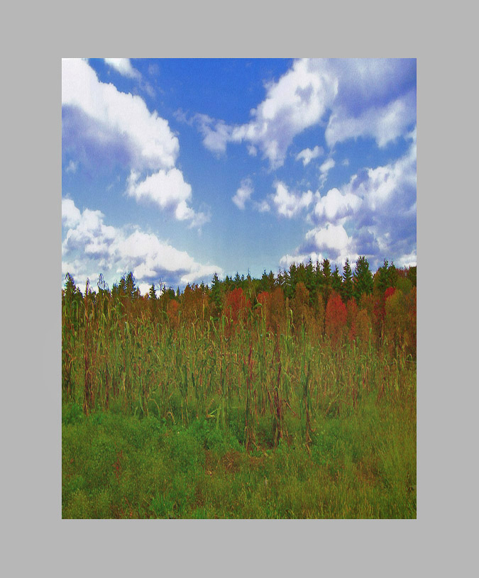 Photo titled Season's End