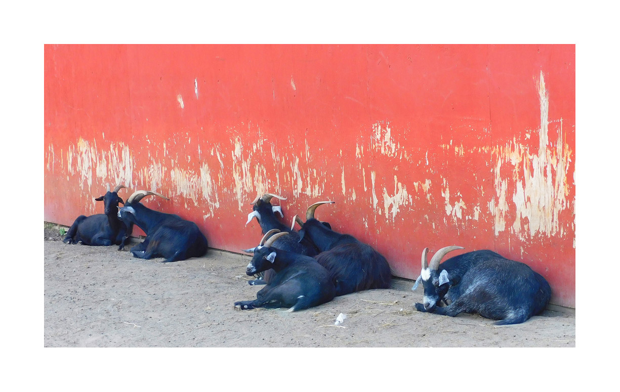 Photo titled Shade Wall
