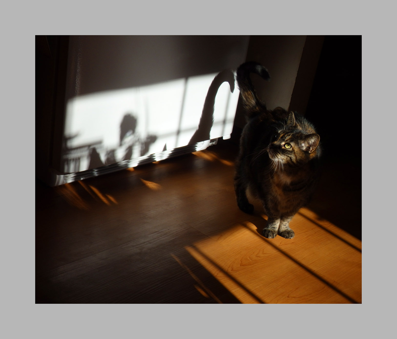 Photo titled Shadow Cat