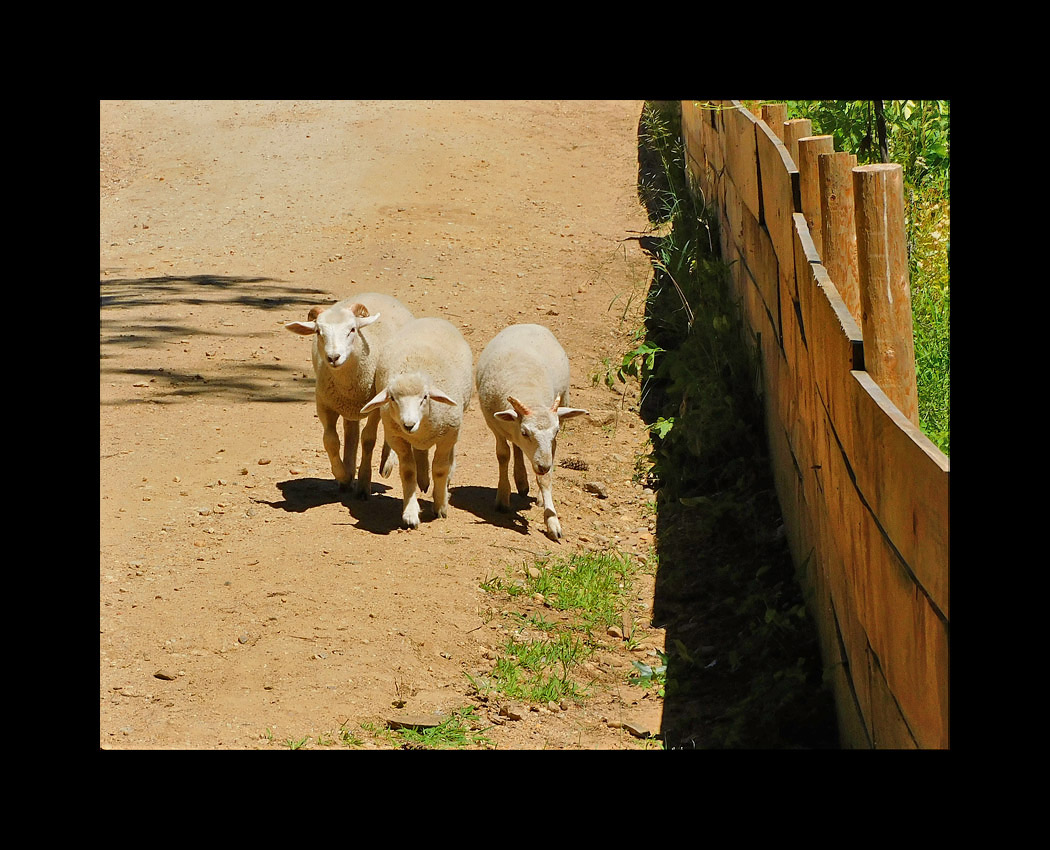 Photo titled Sheep on the Lam