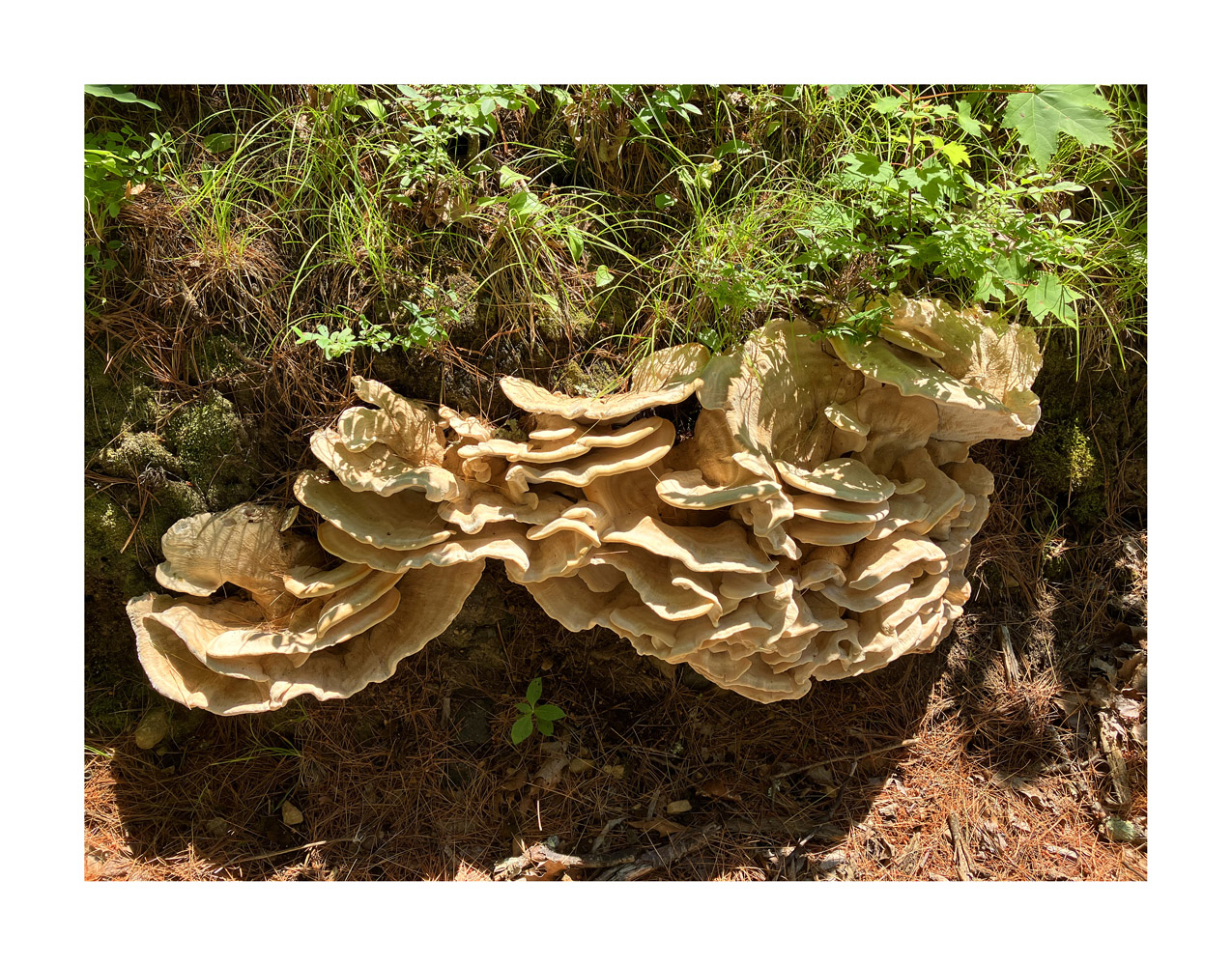 Photo titled Shelf Fungus