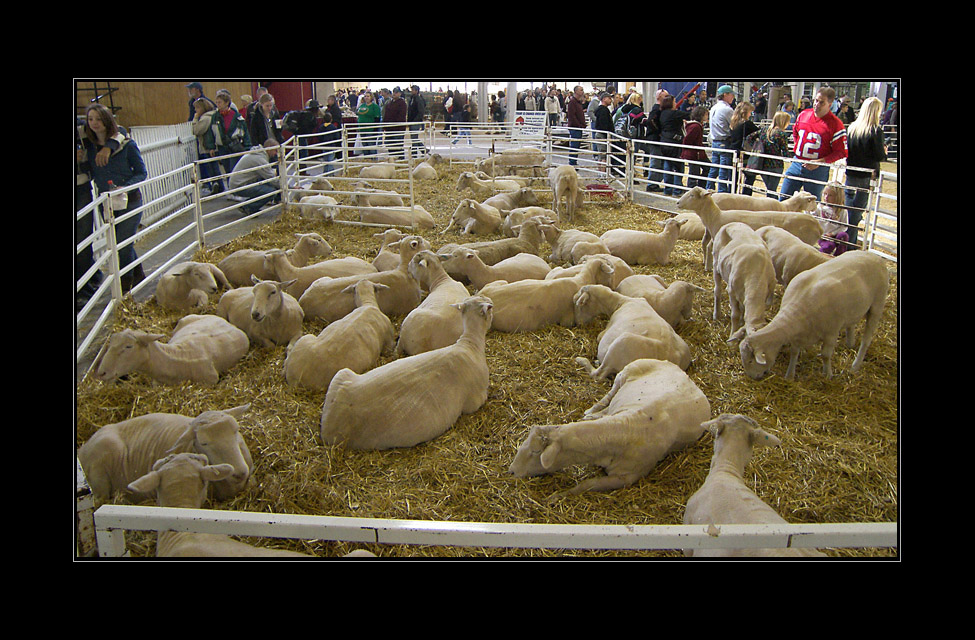 Photo titled Shorn Sheep