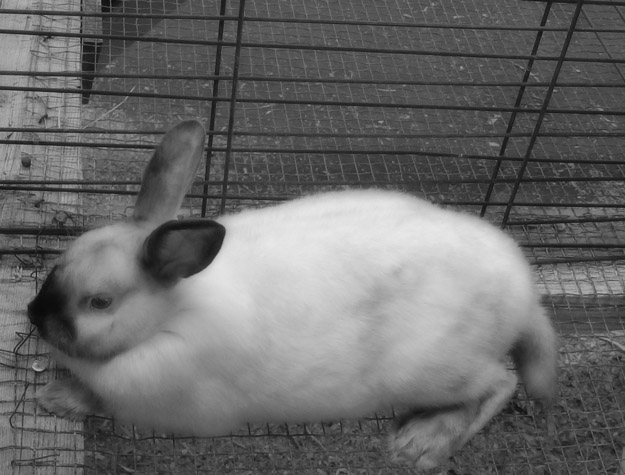 Photo titled The Siamese Question