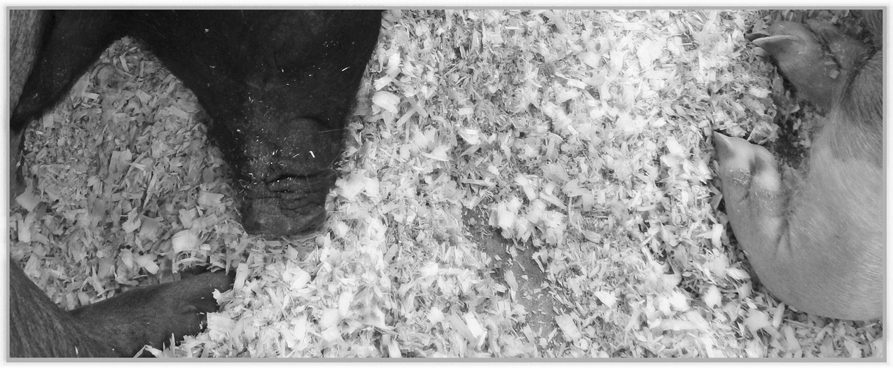 Photo titled Let Sleeping Hogs Lie