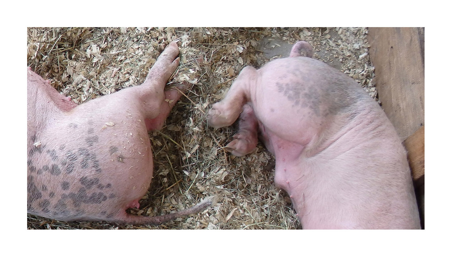 Photo titled Sleeping Swine