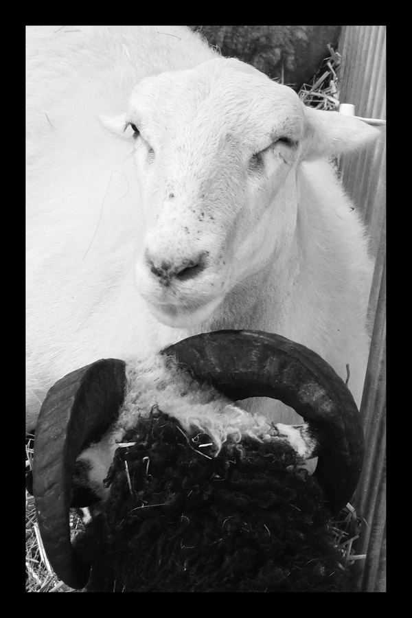 Photo titled Sleepy Eyes