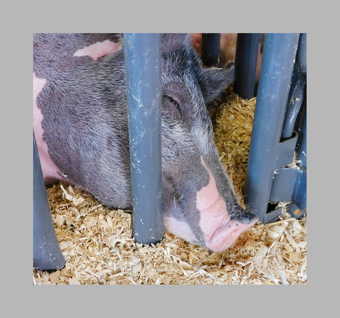 Photo titled Swine Snout