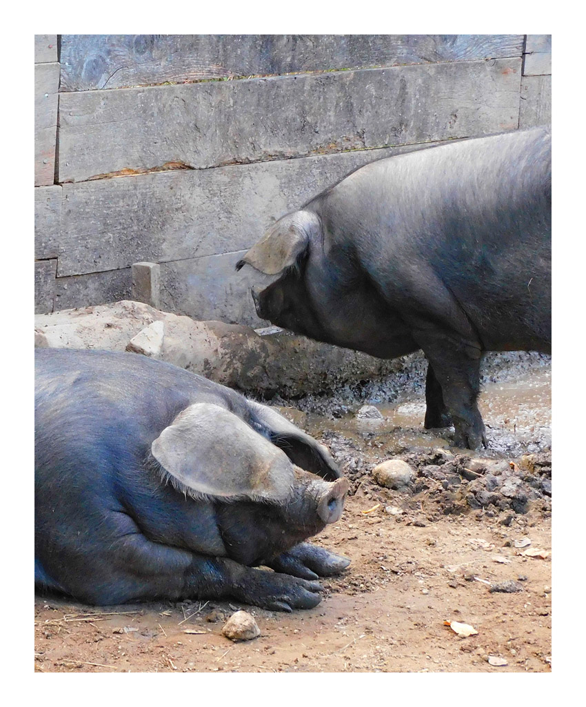 Photo titled Sow Profiles