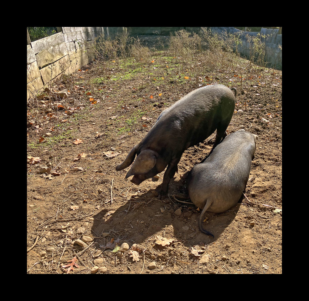 Photo titled Sows in the Sun