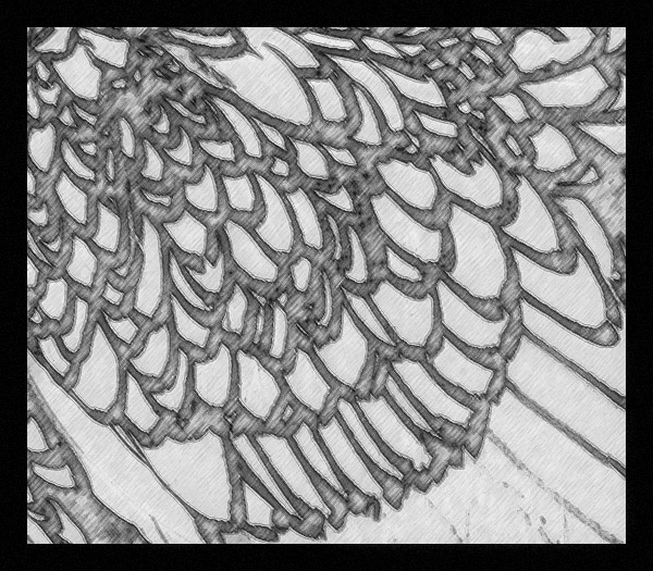 Photo titled Spectral