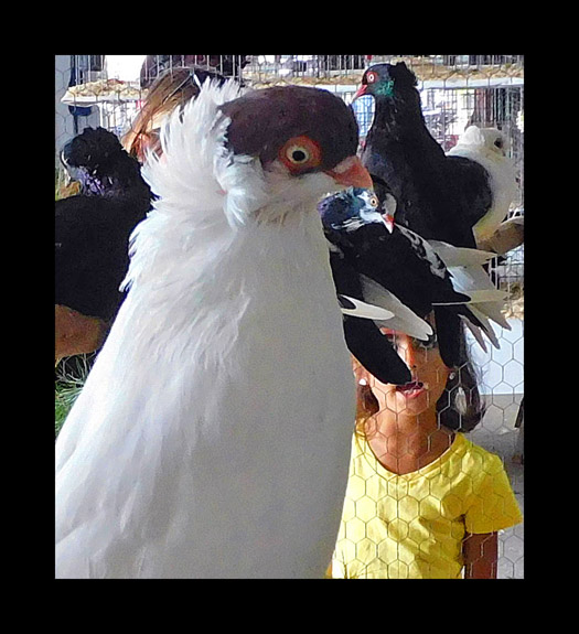 Photo titled Spencer Fair Birds (2021)