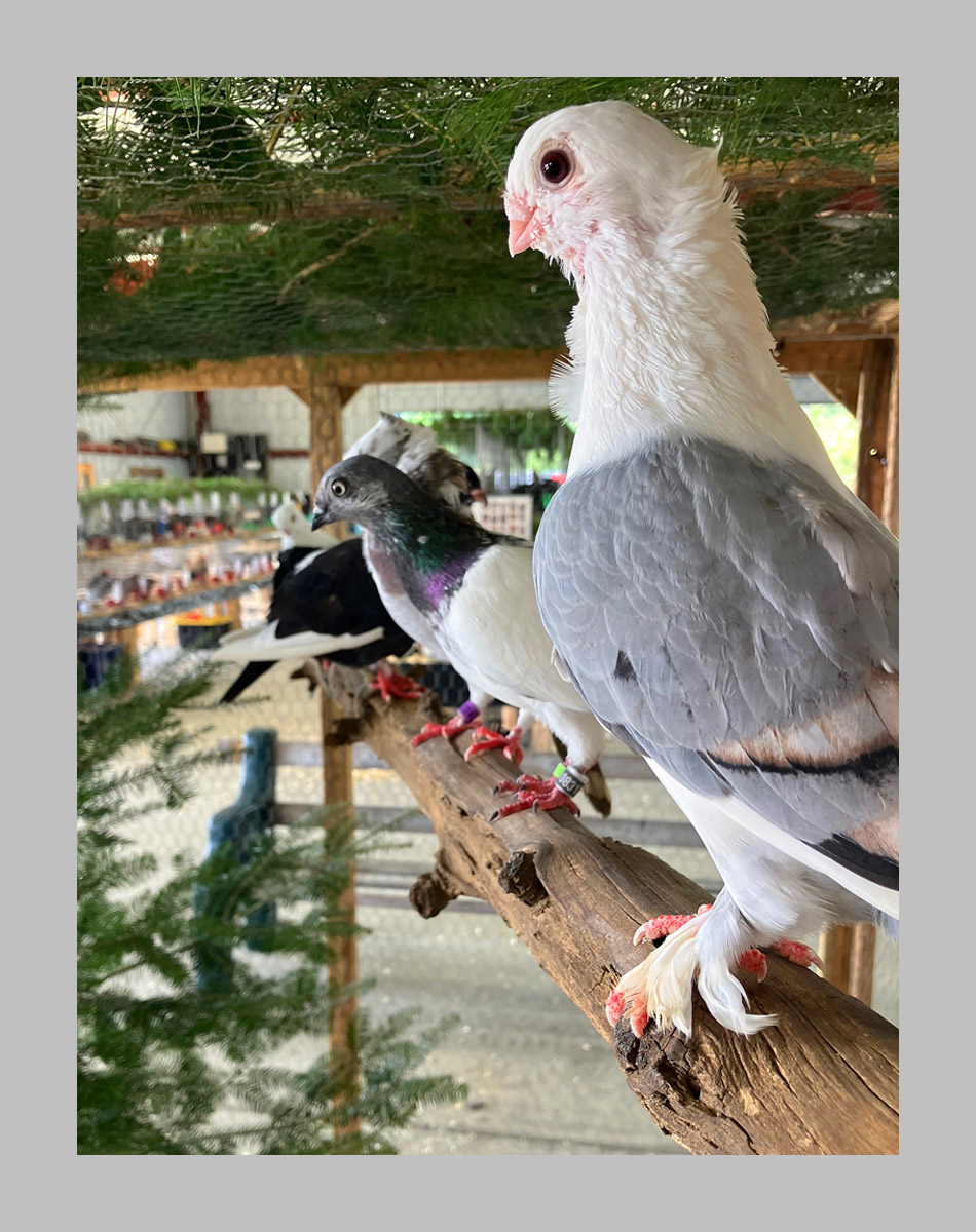 Photo titled Spencer Fair Birds 2026