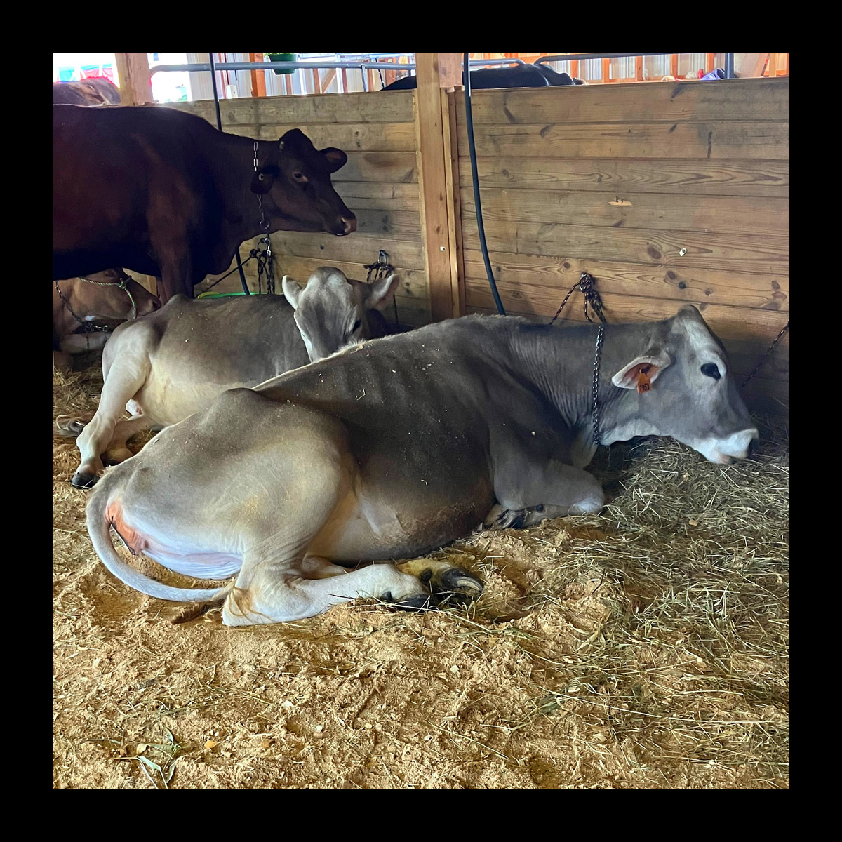 Photo titled Spencer Fair Cows 2026
