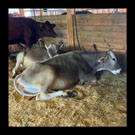 Thumbnail titled Spencer Fair Cows 2026