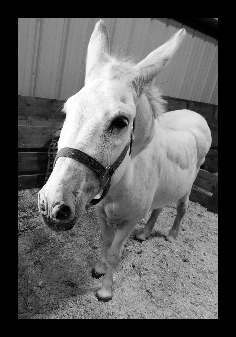 Photo titled Donkey at Spencer Fair (2021)