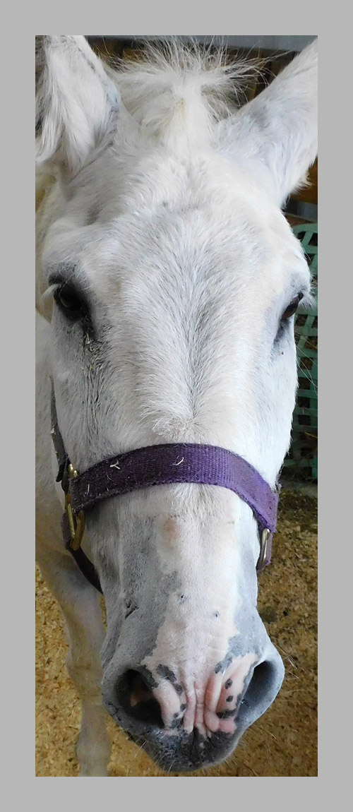 Photo titled Spencer Fair Donkey (2021)