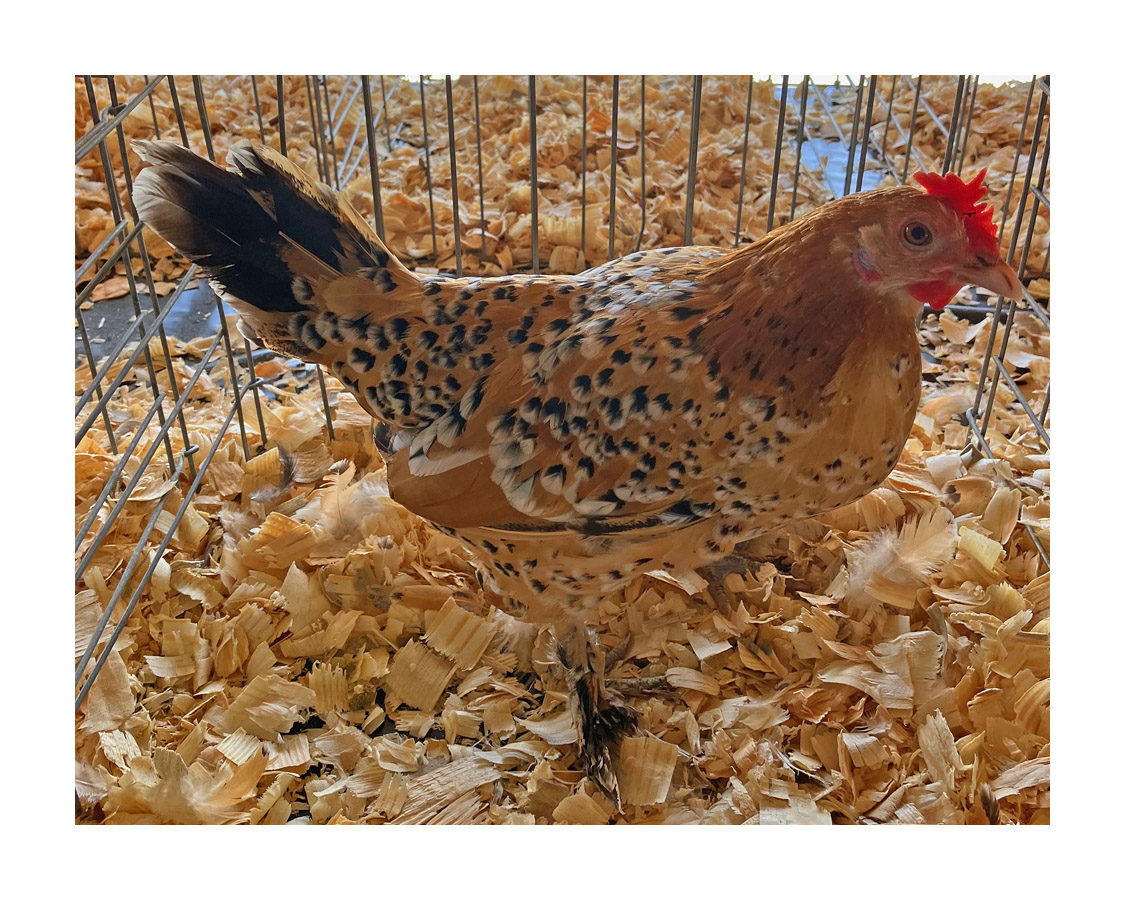 Photo titled Spencer Fair Fowl 2026