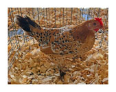 Thumbnail titled Spencer Fair Fowl 2026