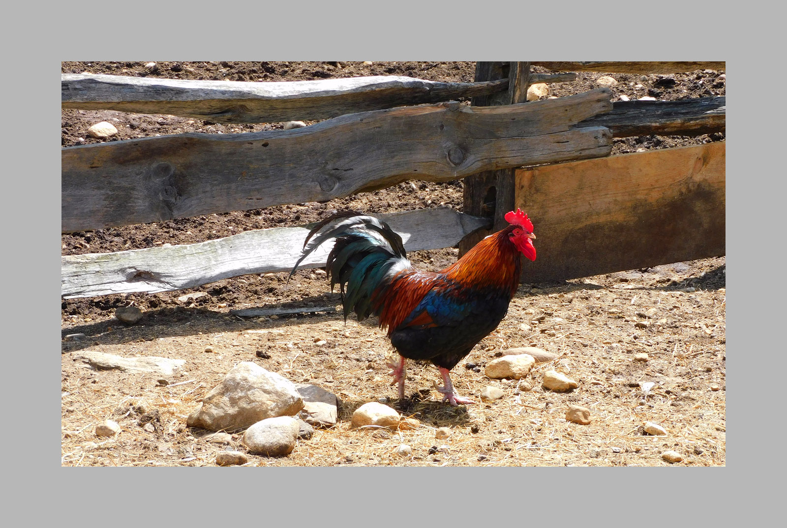 Photo titled A Splash of Color