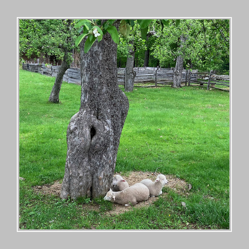 Photo titled Spring Lambs