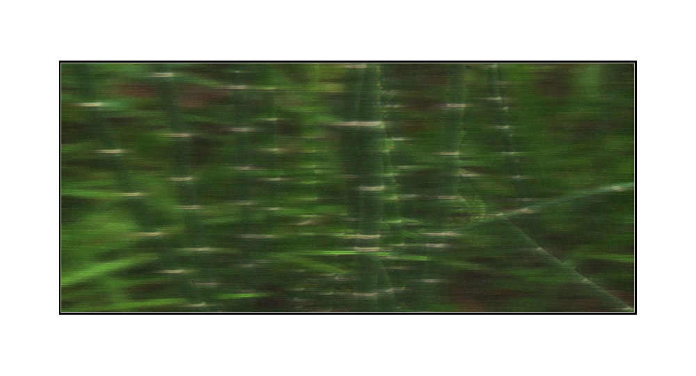 Photo titled Stripes
