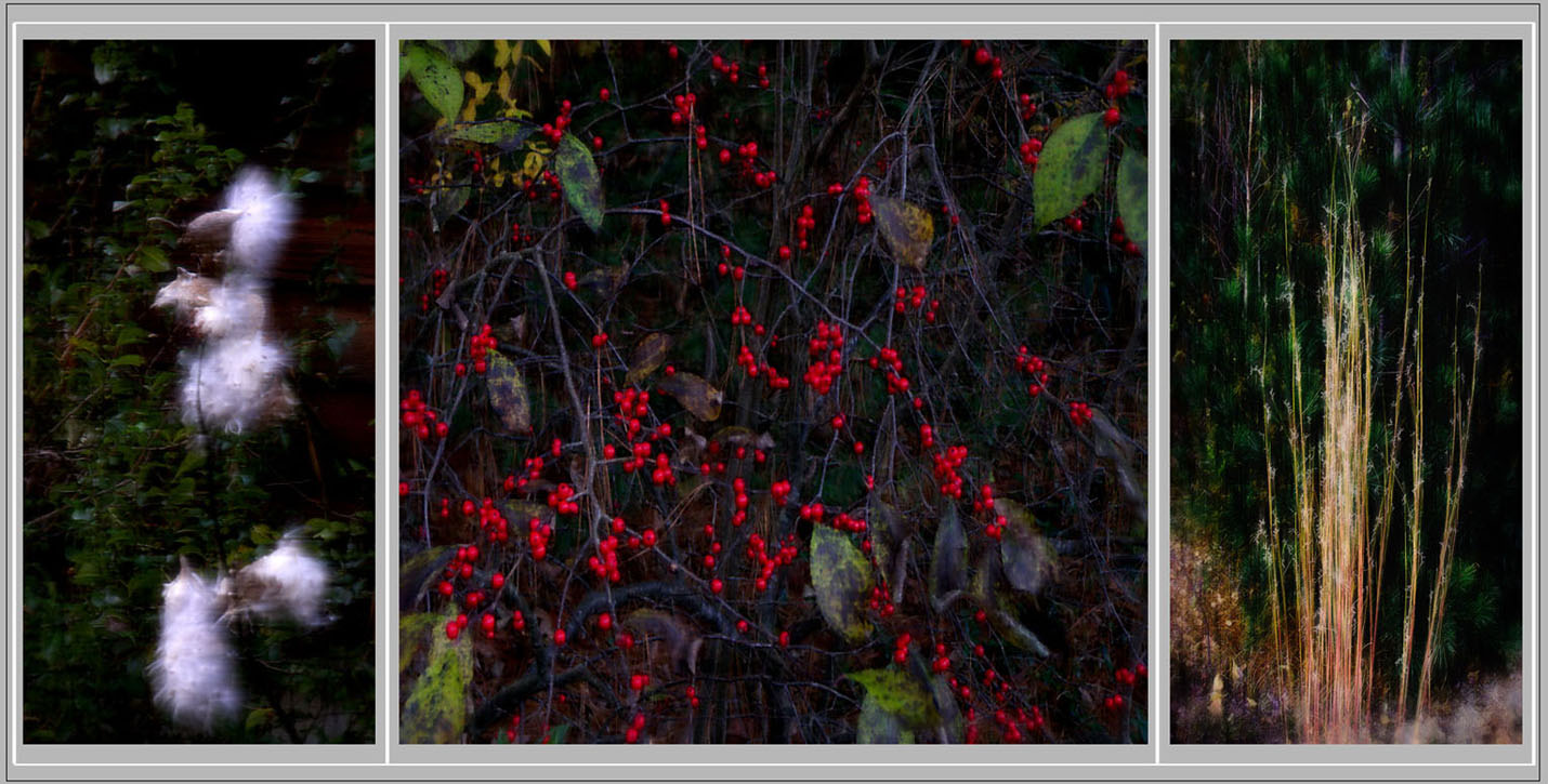 Photo titled Subdued Fall Colors