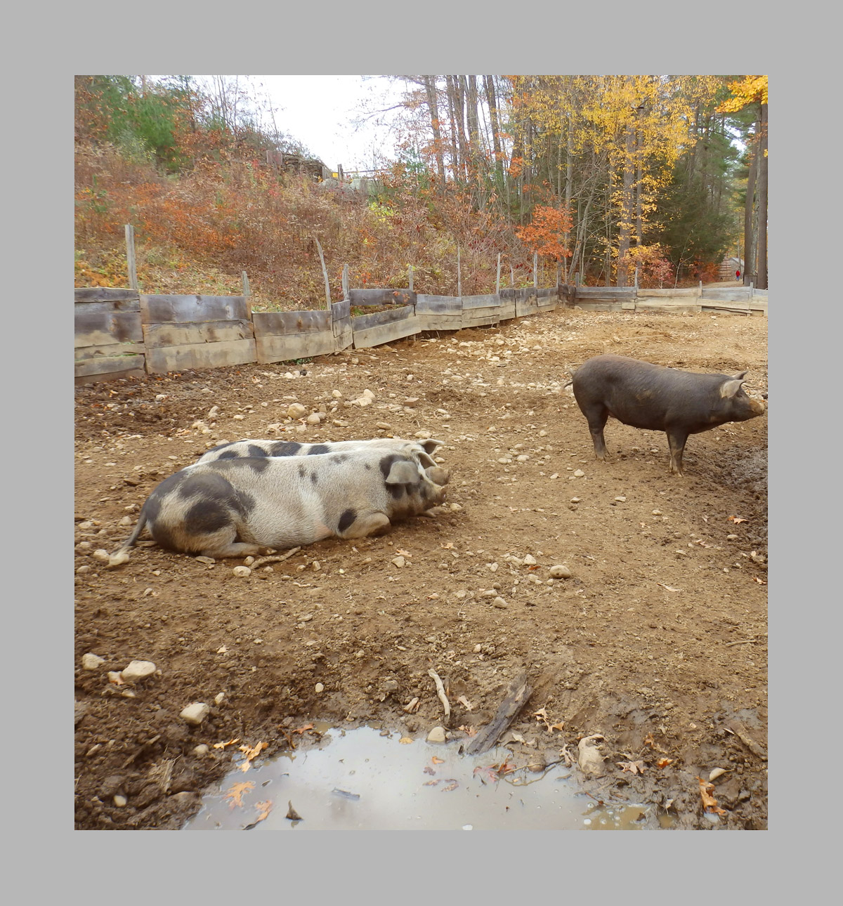 Photo titled Swine Society