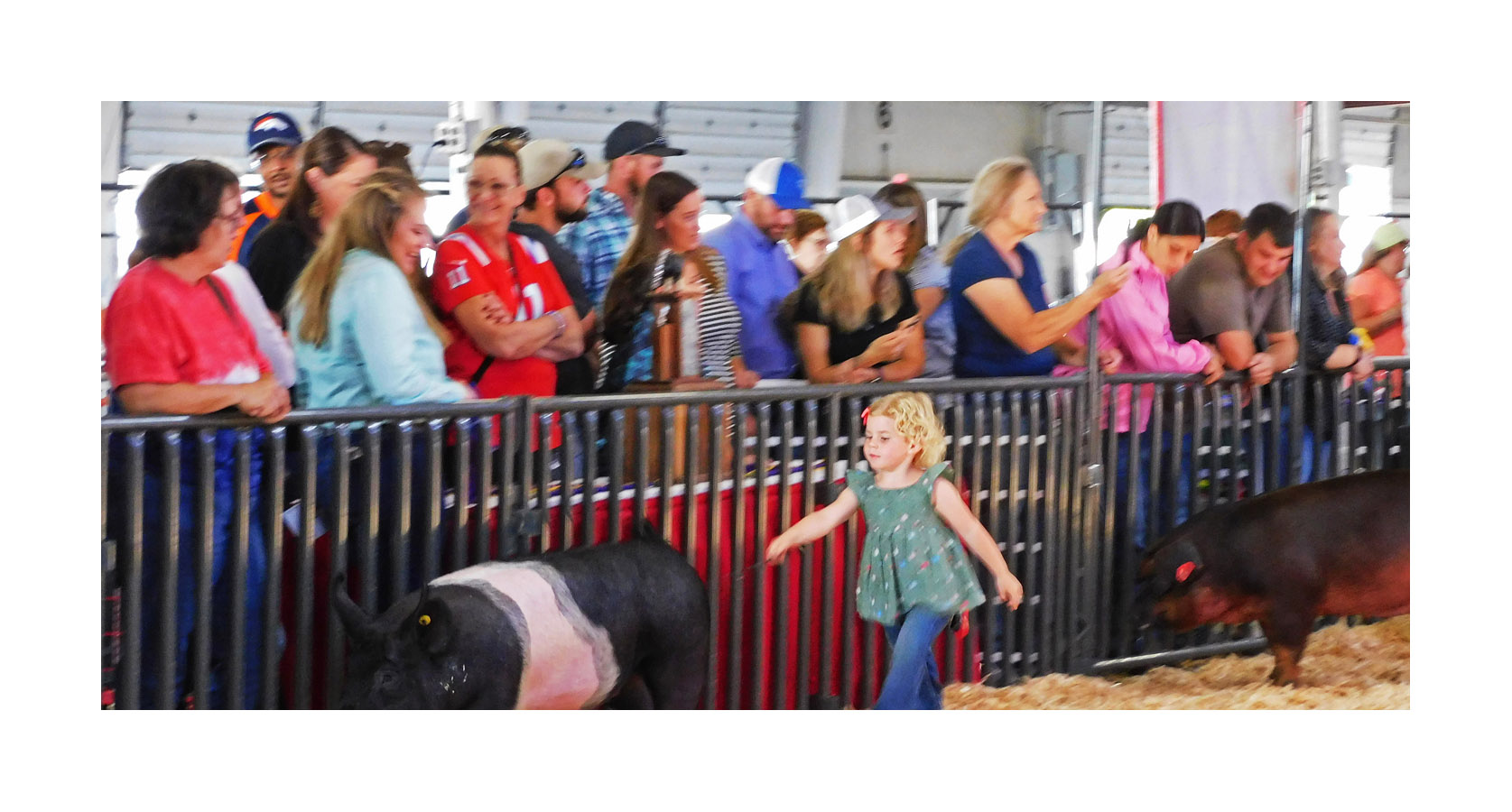 Photo titled Swine Steerer