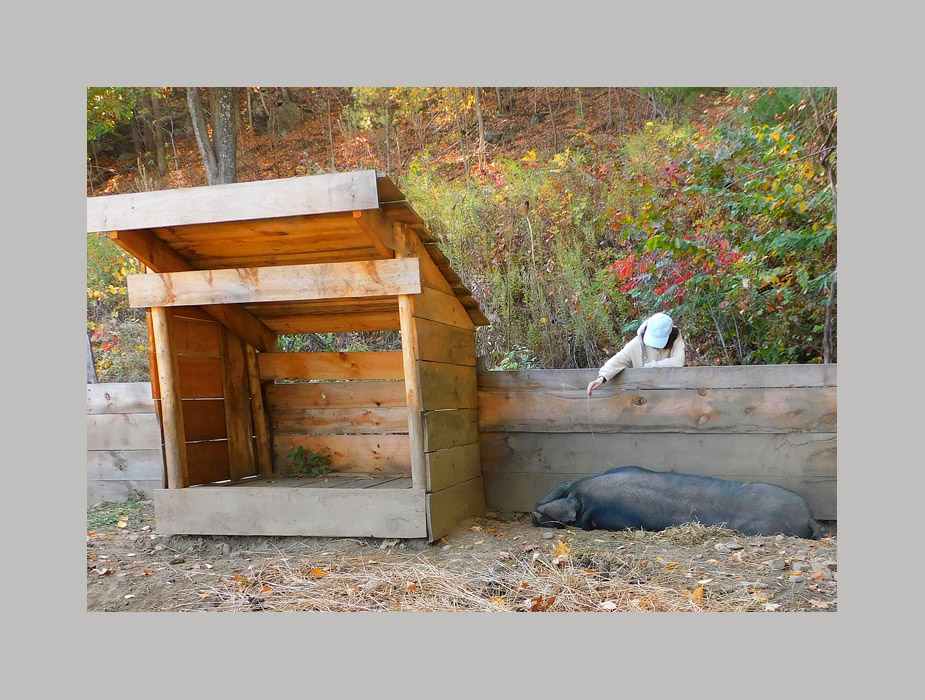 Photo titled Teasing the Boar