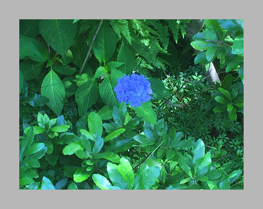 Photo titled The Lone Hydrangea