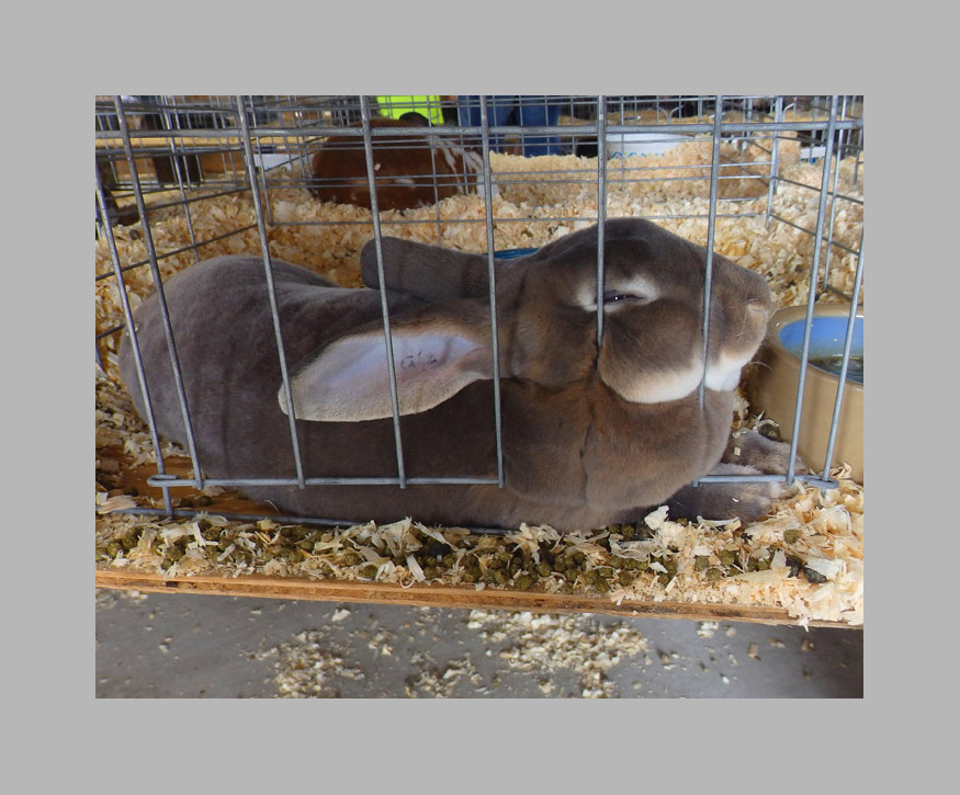 Photo titled Thick Fur