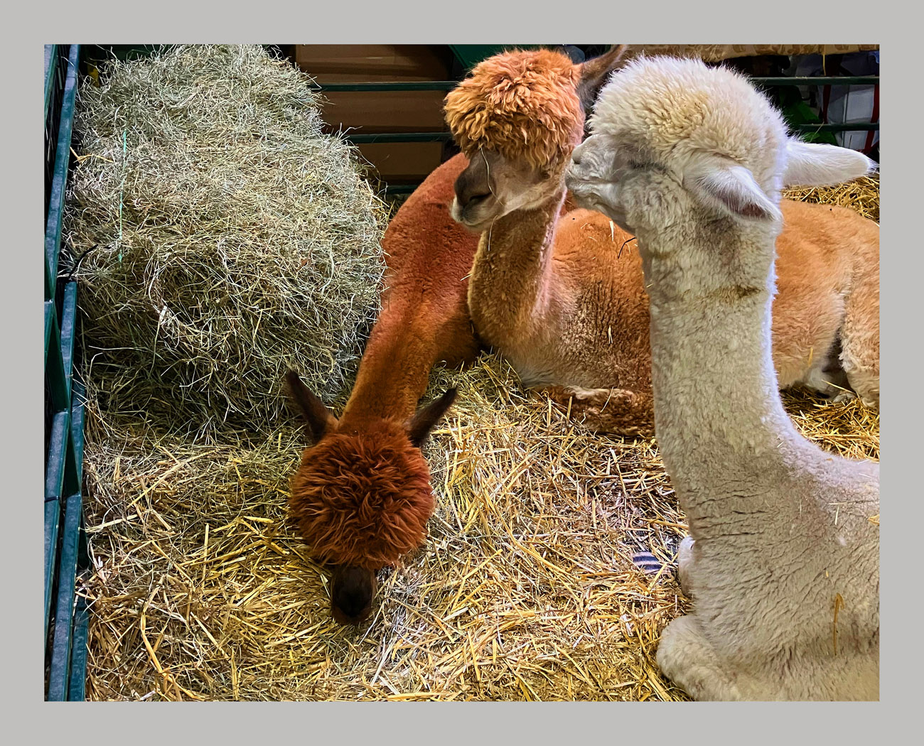 Photo titled Three Alpacas
