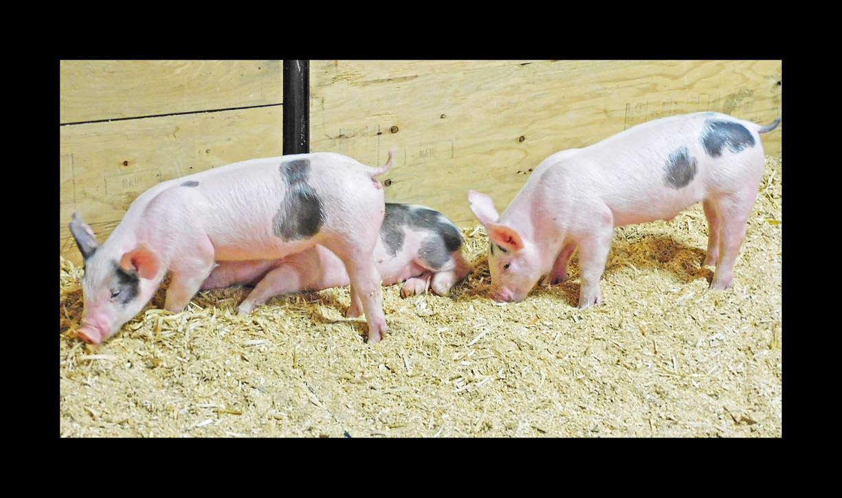 Photo titled Three Little Pigs