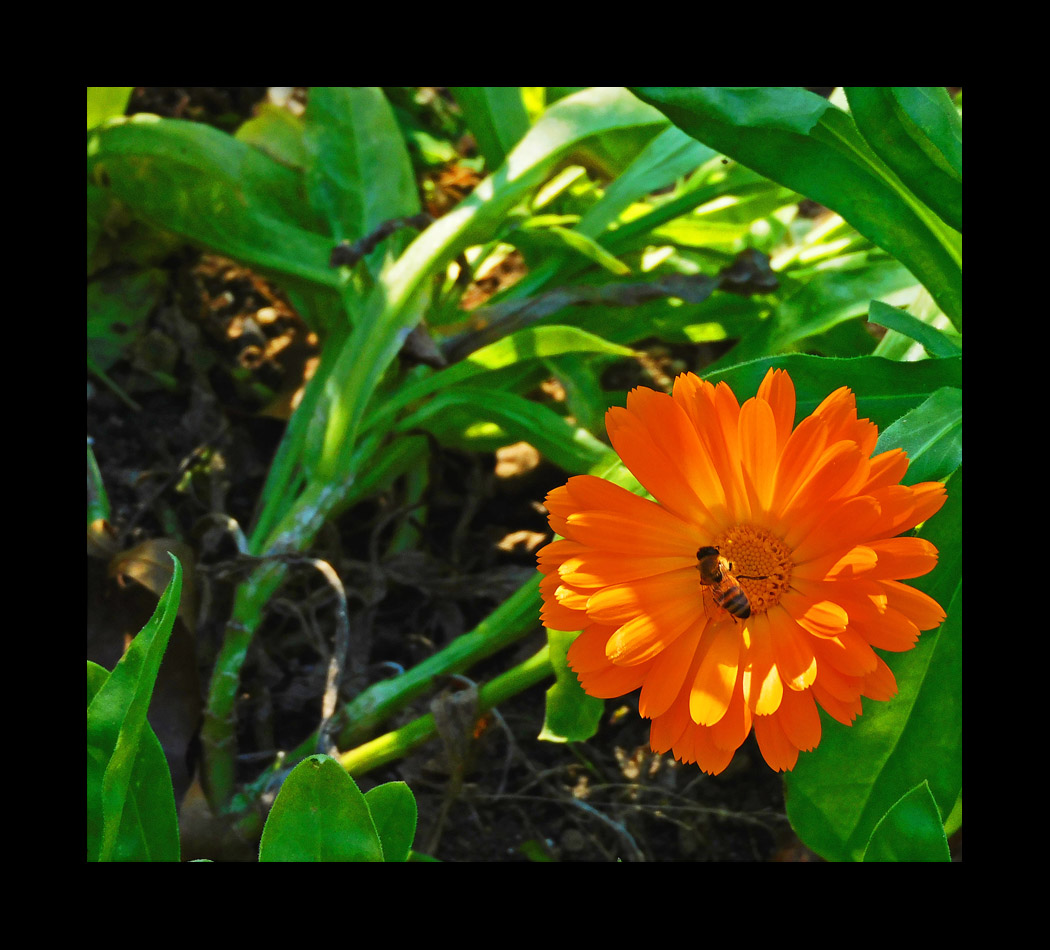 Photo titled Tired Bee Resting on Flower