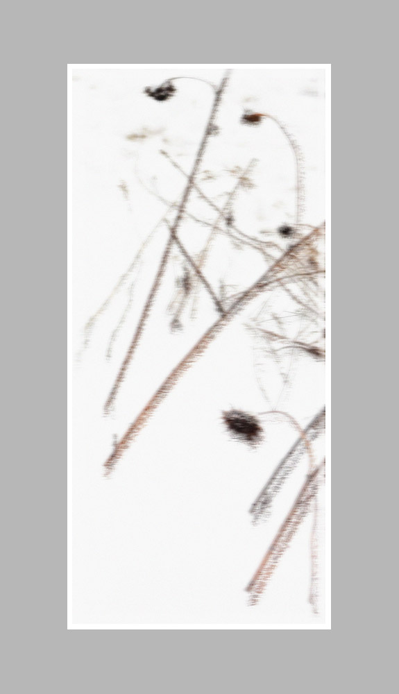 Photo titled Victims of Winter