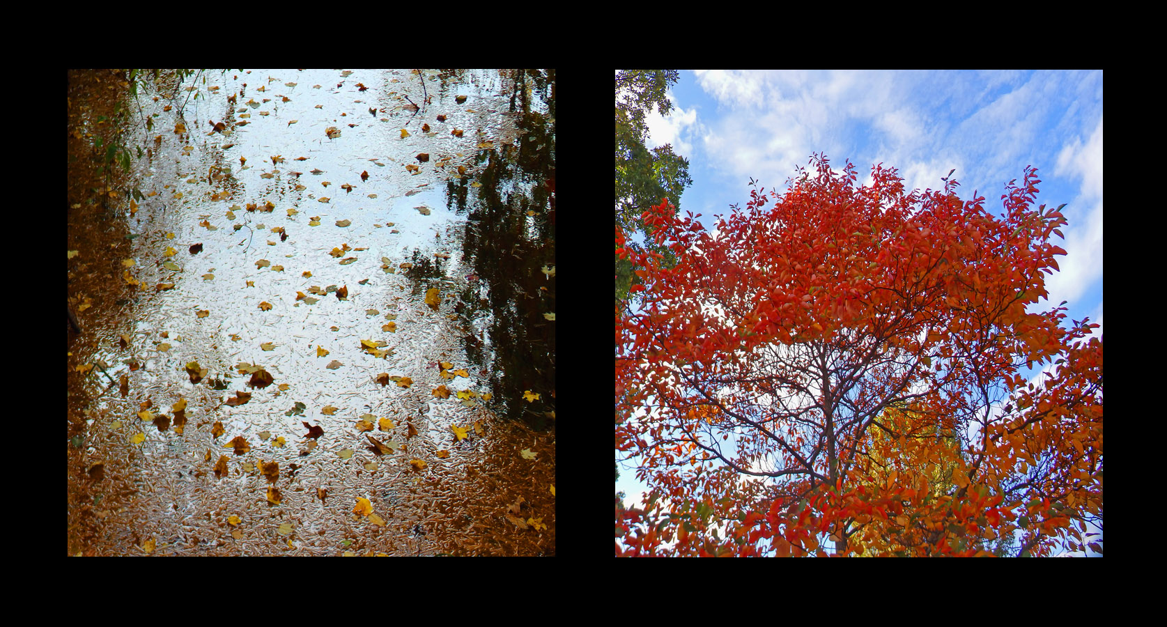 Photo titled Leaves on Water, Leaves Against Sky