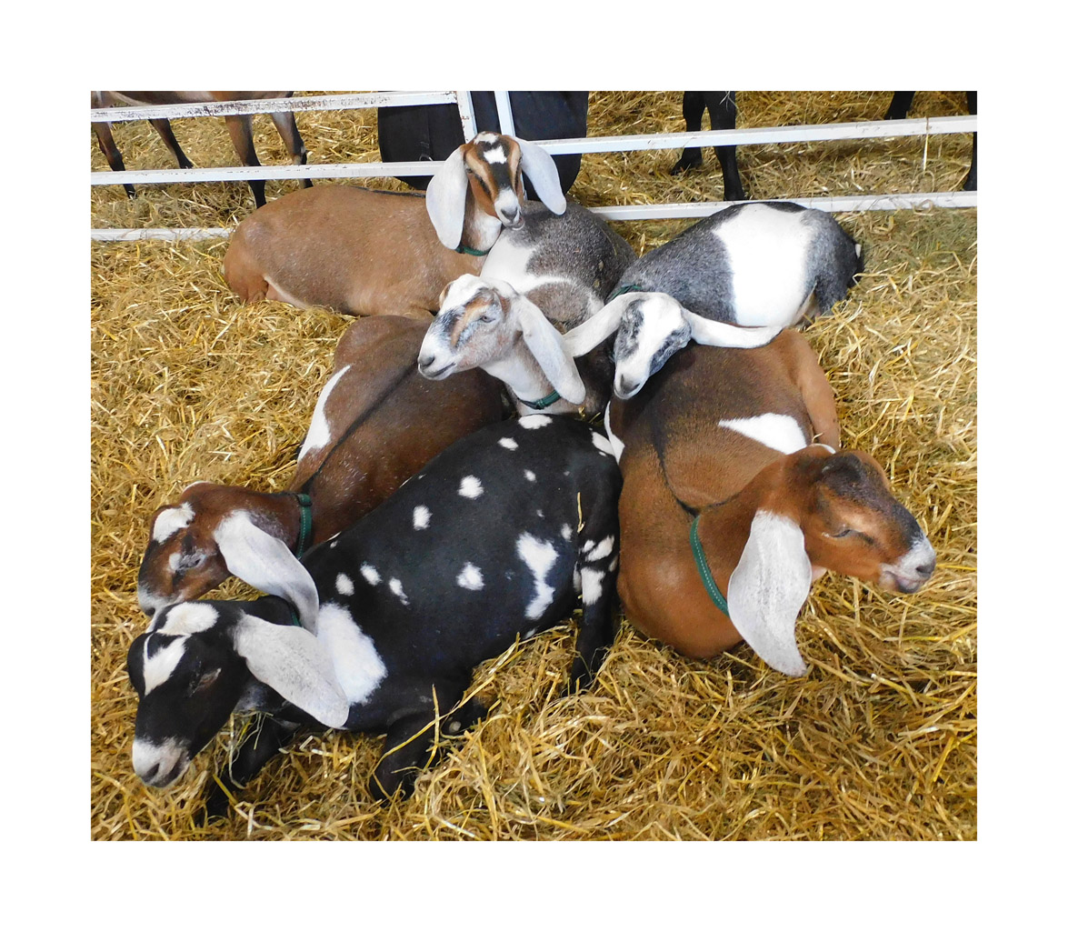 Photo titled White Ears (Big E 2023)