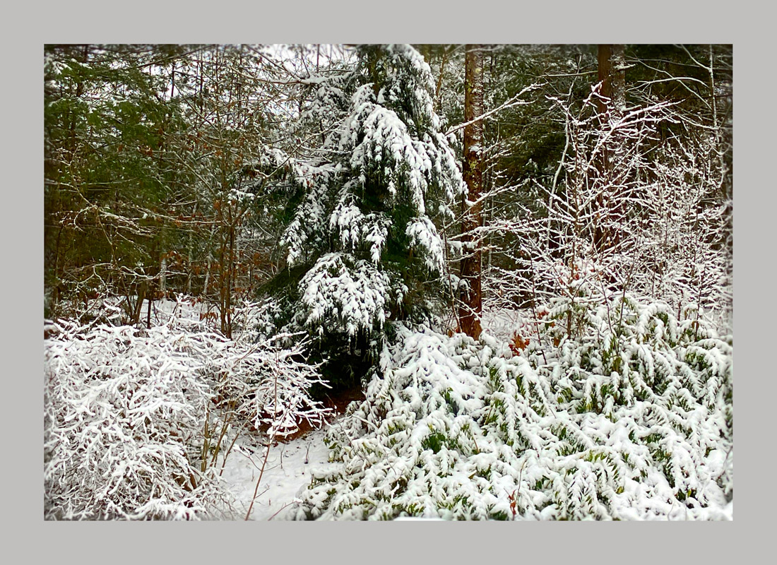 Photo titled Winter Trees