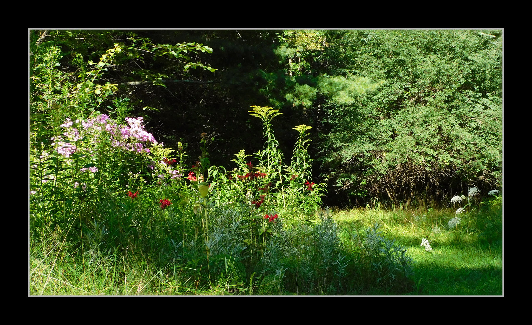 Photo titled Yard in August